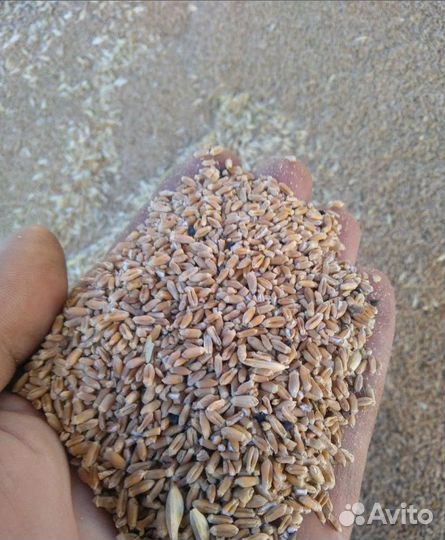 Кормовая пшеница, Горох корма