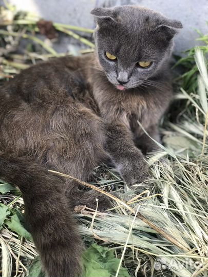 Кот и кошки в добрые руки
