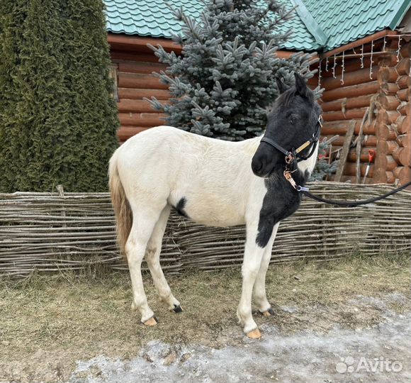 Пегое чудо для безусловной любви