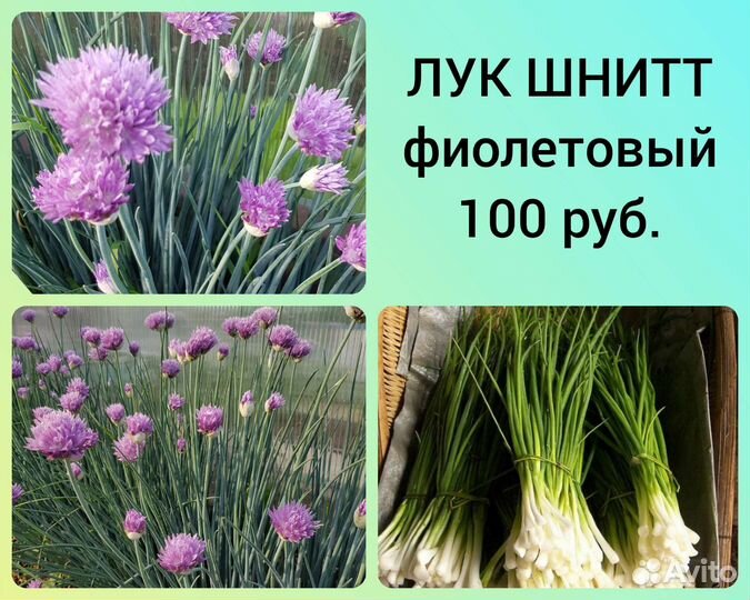Лук шнитт, ресторанный лук