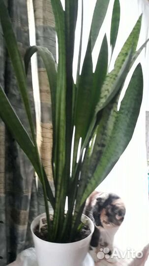 Сансевиерия