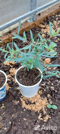 Ива шаровидная