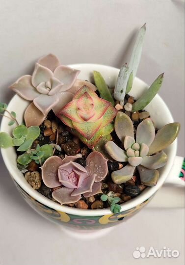Композиции из суккулентов