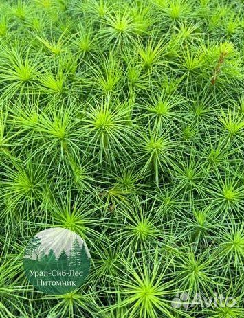 Сосна зкс окс сеянцы Ель Лиственница Голуб Горная