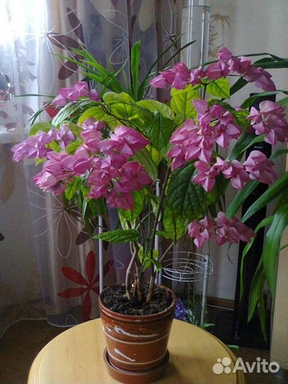 Клеродендрум