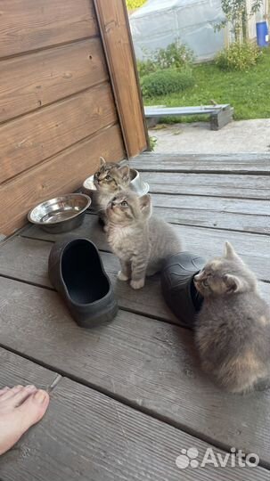 Котята в добрые руки