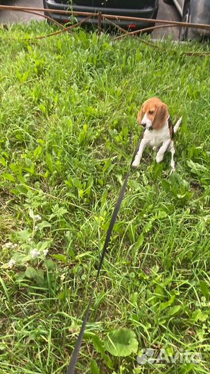 Щенок Бигль мальчик