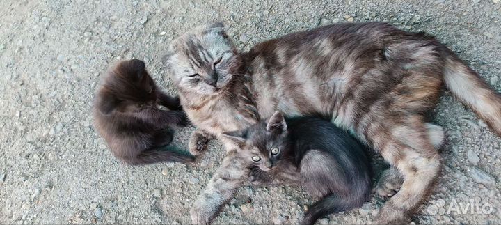 Шотландские вислоухие котята бесплатно