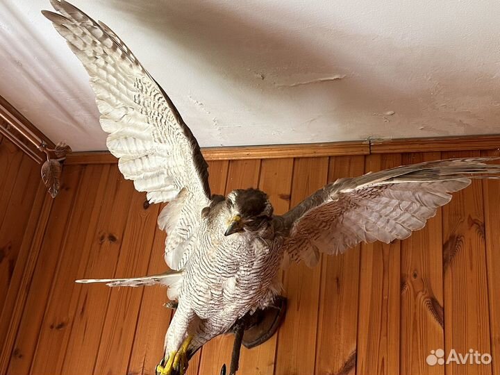 Чучела животных