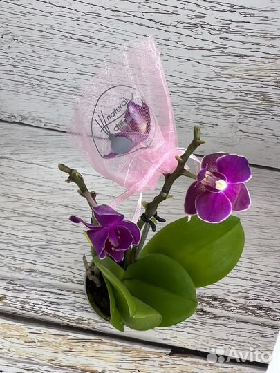 Орхидея фаленопсис парфюмерная фабрика