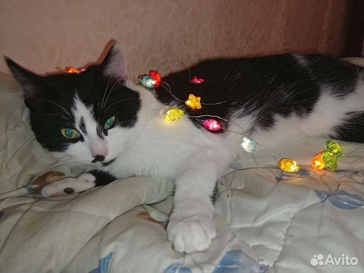 Кошка в дар бесплатно