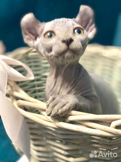 Котята эльфы