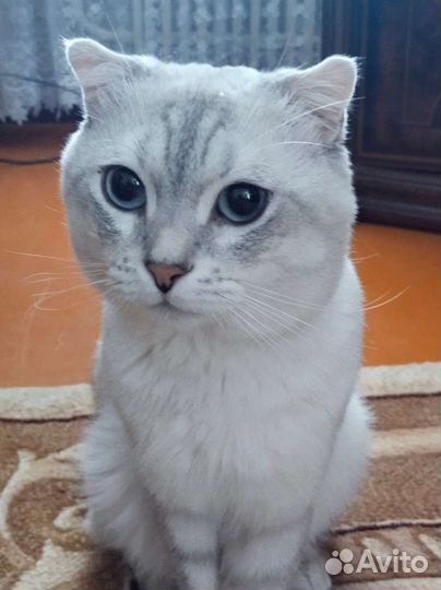 Котик для вязки