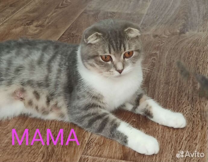 Шотландские котята