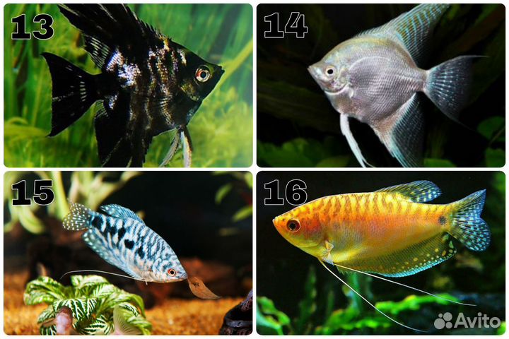 Аквариумные рыбки. Обновление от 14.05.24