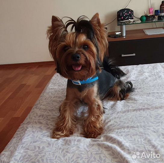 Кобель для вязки