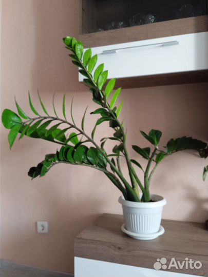 Замиокулькас