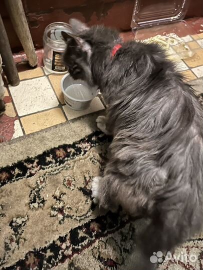 Кошке нужна помощь