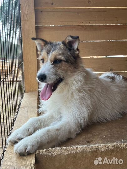 Собака в добрые руки