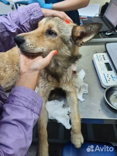 Щенок- 