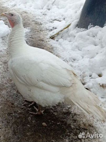 Индюшка молодая