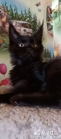 Котята мейн-кун