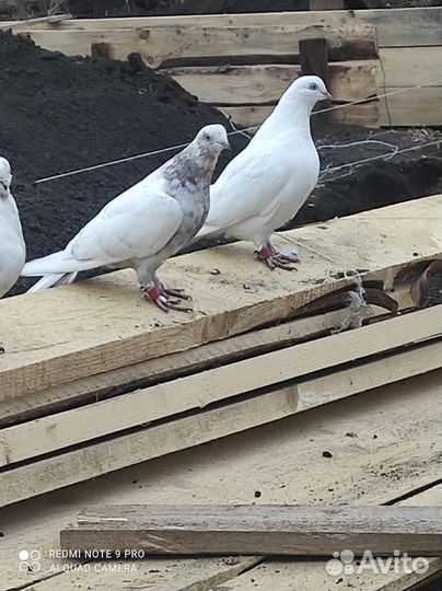 Голуби таджики