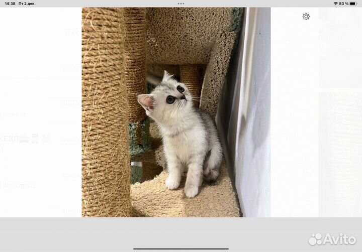 Предлогается к продаже