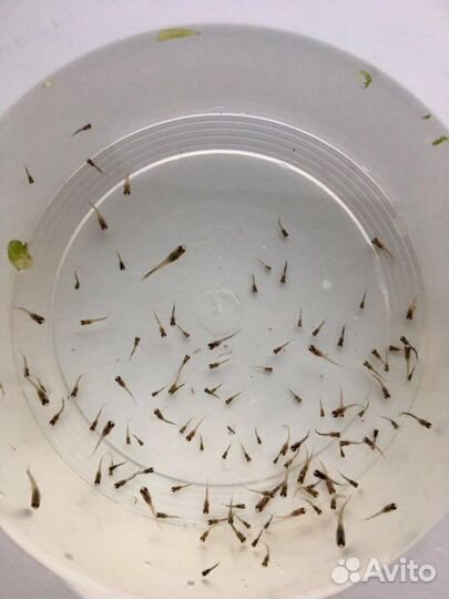 Мальки ассорти: Гуппи Синяя московская, Эндлера