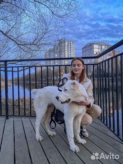Выгул собак, уход