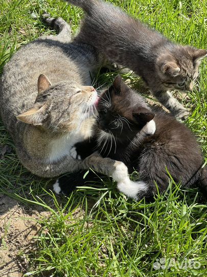 Котят в добрые руки