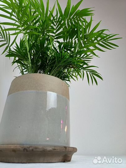 Хамедорея бридбл