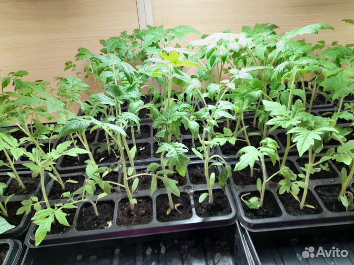 Помидоры, перцы, баклажаны, огурцы, капуста, тыква