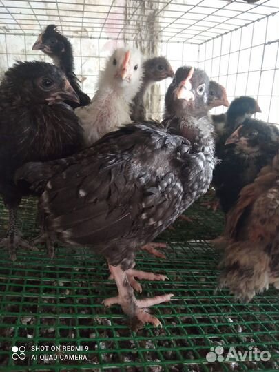 Куры и цыплята