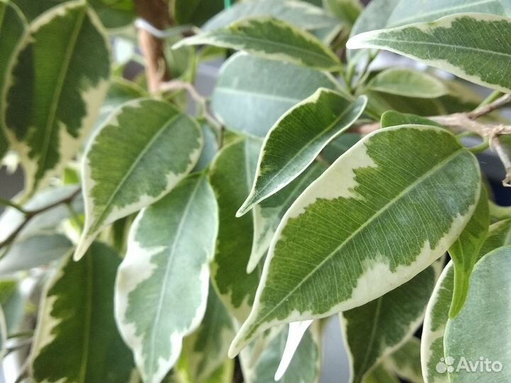 Фикусы. Голден кинг