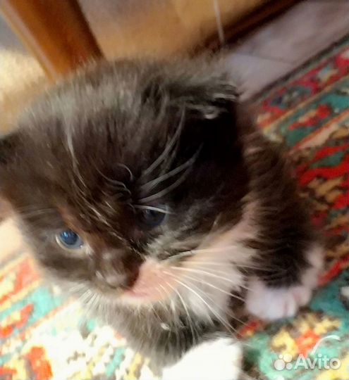 Пушистые котята в добрые руки