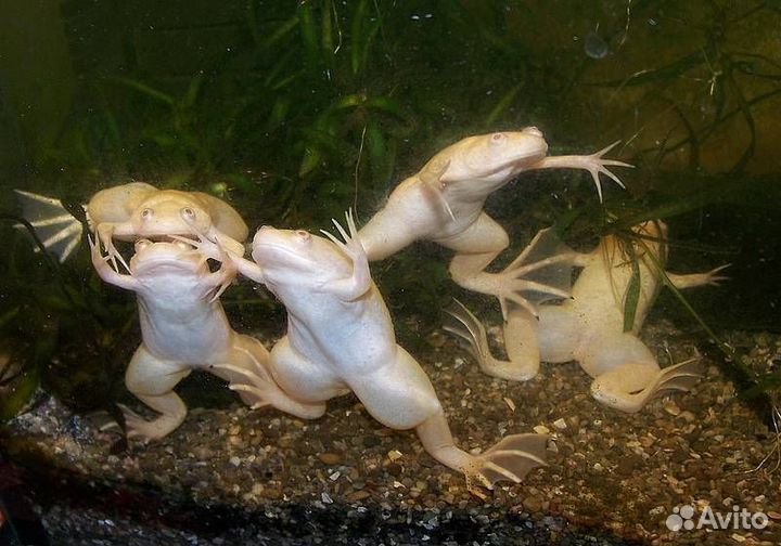 Шпорцевая лягушка