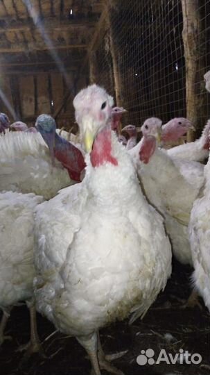 Мясо индюка