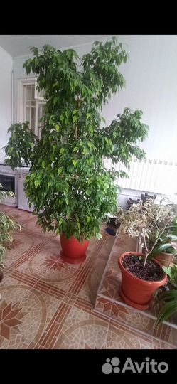 Фикус бенджамина