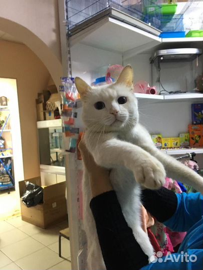 Молодой кот