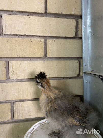 Китайские шелковые цыплята