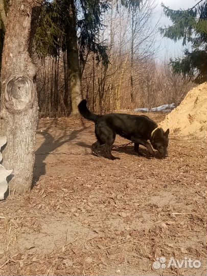 Кобель немецкой овчарки для вязки