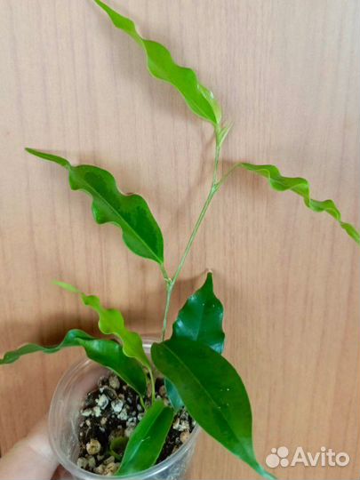 Фикусы Анастасия,Твилайт,Голден моник