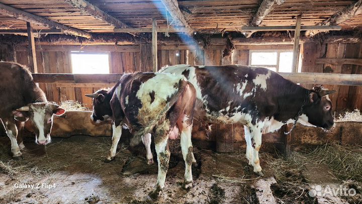 Быки племеные 3 головы, Лошадь кобыла