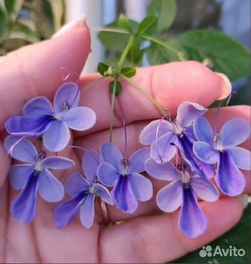 Комнатные цветы