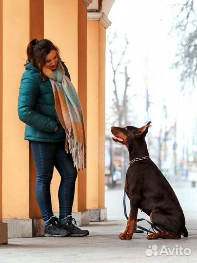 Передержка и дрессировка собак