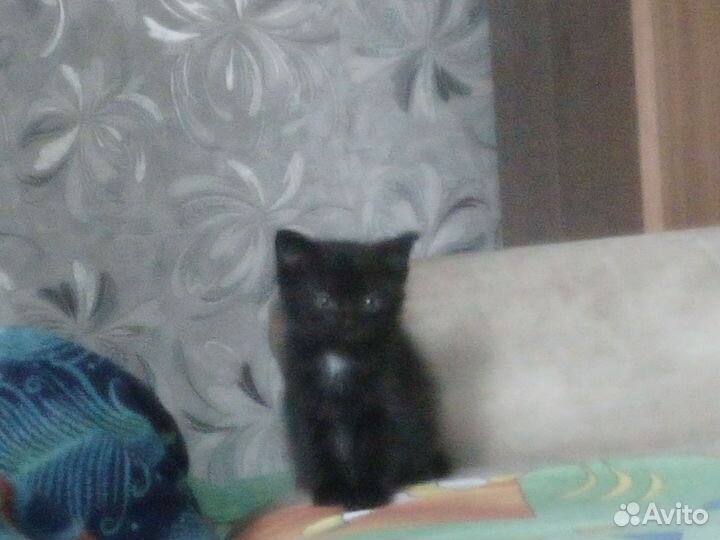 Черный котенок