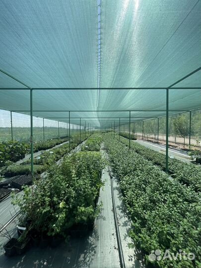 Голубика саженцы