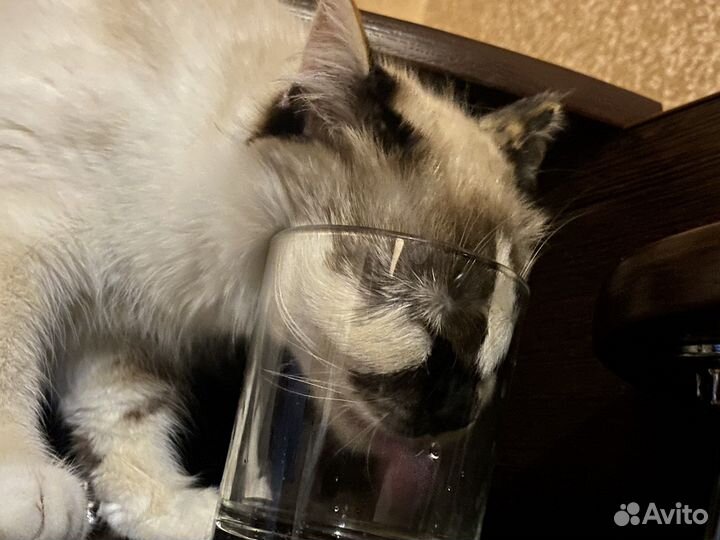 Кошки в добрые руки бесплатно