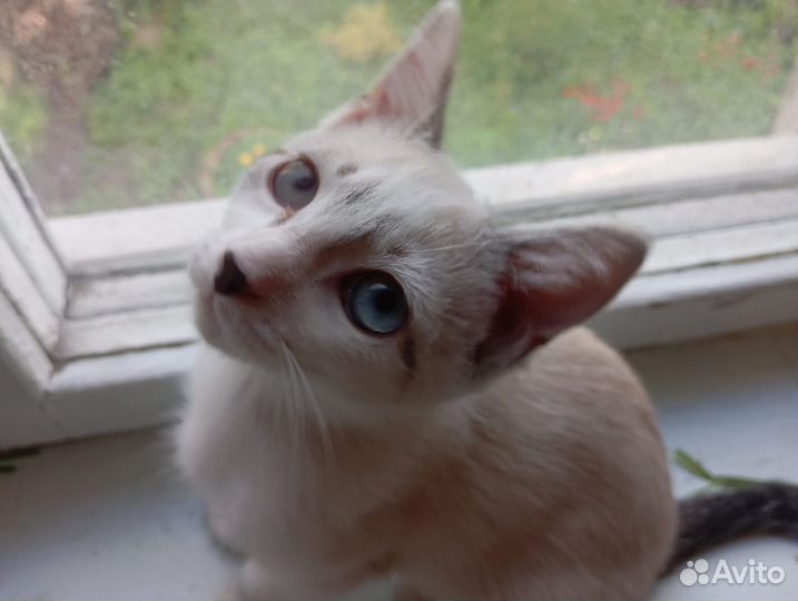 Котята ищут добрые ручки